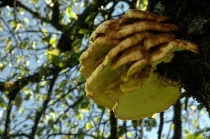 Bracket Fungus, bracket, alps, outdoors, switzerland, pest, parasite, wild, fungus, mountains, underside, flums, toadstool, cream, tree, wood, swiss, decomposition, tiered, shelf, white, summer, alpine, fruit, orchard, decay, growing