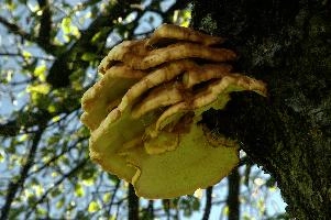 Bracket Fungus, bracket, alps, outdoors, switzerland, pest, parasite, wild, fungus, mountains, underside, flums, toadstool, cream, tree, wood, swiss, decomposition, tiered, shelf, white, summer, alpine, fruit, orchard, decay, growing