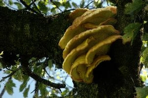Bracket Fungus, bracket, alps, outdoors, switzerland, pest, parasite, wild, fungus, mountains, underside, flums, toadstool, cream, tree, wood, swiss, decomposition, tiered, shelf, white, summer, alpine, fruit, orchard, decay, growing
