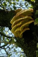 Bracket Fungus, bracket, toadstool, body, outdoors, switzerland, cream, parasite, decomposition, fungus, shelves, fruiting, flums, pale, season, tree, rot, tiers, decay, fruit, wood, autumn, summer, alpine, brown, yellow, trunk, branch