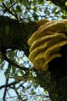 Bracket Fungus, bracket, toadstool, body, outdoors, switzerland, cream, parasite, decomposition, fungus, shelves, fruiting, flums, pale, season, tree, rot, tiers, decay, fruit, wood, autumn, summer, alpine, brown, yellow, trunk, branch