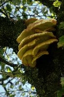 Bracket Fungus, bracket, toadstool, body, outdoors, switzerland, cream, parasite, decomposition, fungus, shelves, fruiting, flums, pale, season, tree, rot, tiers, decay, fruit, wood, autumn, summer, alpine, brown, yellow, trunk, branch