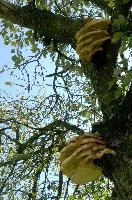 Bracket Fungi, bracket, toadstool, body, outdoors, switzerland, cream, parasite, decomposition, fungus, shelves, fruiting, flums, pale, season, tree, rot, tiers, decay, fruit, wood, autumn, summer, alpine, brown, yellow, trunk, branch