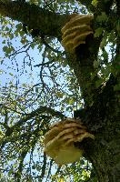 Bracket Fungi, bracket, toadstool, body, outdoors, switzerland, cream, parasite, decomposition, fungus, shelves, fruiting, flums, pale, season, tree, rot, tiers, decay, fruit, wood, autumn, summer, alpine, brown, yellow, trunk, branch