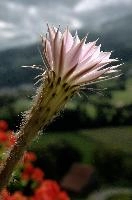 Cacti of Graepplang, flower, restaurant, summer, alpine, flowerpot, switzerland, gräpplang, café, flums, potted, cactus, xerophyte, balcony, spiny, petals, pink, swiss, outdoors, garden, hotel, blossom, bloom