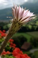Cacti of Graepplang, flower, restaurant, summer, alpine, flowerpot, switzerland, gräpplang, café, flums, potted, cactus, xerophyte, balcony, spiny, petals, pink, swiss, outdoors, garden, hotel, blossom, bloom