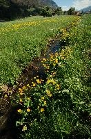 Caltha palustris; marsh marigolds in ditch, Swiss Alps, walensee, meadow, ranunculaceae, switzerland, water, marigolds, marsh, grass, wildflower, palustris, pasture, botany, caltha, ditch, flora, yellow, churfirsten, marsh, flower, lake, native, marigold, walen, bright, flums, flumserberg, spring, schweiz, walenstadt, grazing, wild