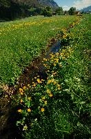 Caltha palustris; marsh marigolds in ditch, Swiss Alps, walensee, meadow, ranunculaceae, switzerland, water, marigolds, marsh, grass, wildflower, palustris, pasture, botany, caltha, ditch, flora, yellow, churfirsten, marsh, flower, lake, native, marigold, walen, bright, flums, flumserberg, spring, schweiz, walenstadt, grazing, wild