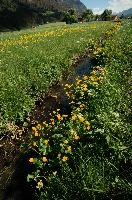 Caltha palustris; marsh marigolds in ditch, Swiss Alps, walensee, meadow, ranunculaceae, switzerland, water, marigolds, marsh, grass, wildflower, palustris, pasture, botany, caltha, ditch, flora, yellow, churfirsten, marsh, flower, lake, native, marigold, walen, bright, flums, flumserberg, spring, schweiz, walenstadt, grazing, wild