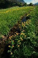 Caltha palustris; marsh marigolds in ditch, Swiss Alps, walensee, meadow, ranunculaceae, switzerland, water, marigolds, marsh, grass, wildflower, palustris, pasture, botany, caltha, ditch, flora, yellow, churfirsten, marsh, flower, lake, native, marigold, walen, bright, flums, flumserberg, spring, schweiz, walenstadt, grazing, wild