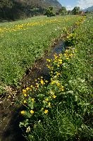 Caltha palustris; marsh marigolds in ditch, Swiss Alps, walensee, meadow, ranunculaceae, switzerland, water, marigolds, marsh, grass, wildflower, palustris, pasture, botany, caltha, ditch, flora, yellow, churfirsten, marsh, flower, lake, native, marigold, walen, bright, flums, flumserberg, spring, schweiz, walenstadt, grazing, wild