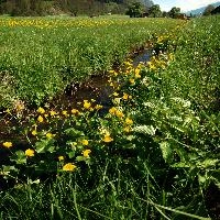 Caltha palustris, flums, wildflower, yellow, flora, marigold, wild, marsh, walen, palustris, grazing, walenstadt, botany, marsh, native, schweiz, lake, bright, caltha, meadow, switzerland, water, ditch, churfirsten, spring, flower, ranunculaceae, marigolds, flumserberg, walensee, grass, pasture