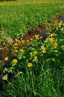 Caltha palustris; marsh marigolds in ditch, Swiss Alps, walensee, meadow, ranunculaceae, switzerland, water, marigolds, marsh, grass, wildflower, palustris, pasture, botany, caltha, ditch, flora, yellow, churfirsten, marsh, flower, lake, native, marigold, walen, bright, flums, flumserberg, spring, schweiz, walenstadt, grazing, wild
