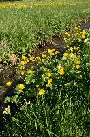 Caltha palustris; marsh marigolds in ditch, Swiss Alps, walensee, meadow, ranunculaceae, switzerland, water, marigolds, marsh, grass, wildflower, palustris, pasture, botany, caltha, ditch, flora, yellow, churfirsten, marsh, flower, lake, native, marigold, walen, bright, flums, flumserberg, spring, schweiz, walenstadt, grazing, wild