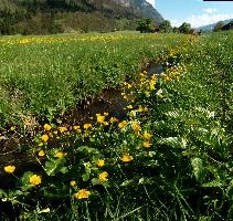 Caltha palustris, flums, wildflower, yellow, flora, marigold, wild, marsh, walen, palustris, grazing, walenstadt, botany, marsh, native, schweiz, lake, bright, caltha, meadow, switzerland, water, ditch, churfirsten, spring, flower, ranunculaceae, marigolds, flumserberg, walensee, grass, pasture