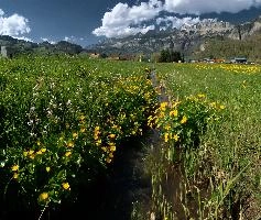 Caltha palustris, flums, wildflower, yellow, flora, marigold, wild, marsh, walen, palustris, grazing, walenstadt, botany, marsh, native, schweiz, lake, bright, caltha, meadow, switzerland, water, ditch, churfirsten, spring, flower, ranunculaceae, marigolds, flumserberg, walensee, grass, pasture