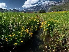Caltha palustris, flums, wildflower, yellow, flora, marigold, wild, marsh, walen, palustris, grazing, walenstadt, botany, marsh, native, schweiz, lake, bright, caltha, meadow, switzerland, water, ditch, churfirsten, spring, flower, ranunculaceae, marigolds, flumserberg, walensee, grass, pasture