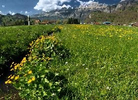 Caltha palustris, flums, wildflower, yellow, flora, marigold, wild, marsh, walen, palustris, grazing, walenstadt, botany, marsh, native, schweiz, lake, bright, caltha, meadow, switzerland, water, ditch, churfirsten, spring, flower, ranunculaceae, marigolds, flumserberg, walensee, grass, pasture