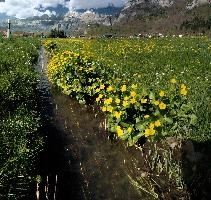 Caltha palustris, flums, wildflower, yellow, flora, marigold, wild, marsh, walen, palustris, grazing, walenstadt, botany, marsh, native, schweiz, lake, bright, caltha, meadow, switzerland, water, ditch, churfirsten, spring, flower, ranunculaceae, marigolds, flumserberg, walensee, grass, pasture