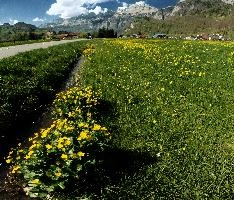 Caltha palustris, flums, wildflower, yellow, flora, marigold, wild, marsh, walen, palustris, grazing, walenstadt, botany, marsh, native, schweiz, lake, bright, caltha, meadow, switzerland, water, ditch, churfirsten, spring, flower, ranunculaceae, marigolds, flumserberg, walensee, grass, pasture