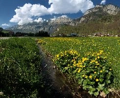 Caltha palustris, flums, wildflower, yellow, flora, marigold, wild, marsh, walen, palustris, grazing, walenstadt, botany, marsh, native, schweiz, lake, bright, caltha, meadow, switzerland, water, ditch, churfirsten, spring, flower, ranunculaceae, marigolds, flumserberg, walensee, grass, pasture