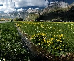 Caltha palustris, flums, wildflower, yellow, flora, marigold, wild, marsh, walen, palustris, grazing, walenstadt, botany, marsh, native, schweiz, lake, bright, caltha, meadow, switzerland, water, ditch, churfirsten, spring, flower, ranunculaceae, marigolds, flumserberg, walensee, grass, pasture