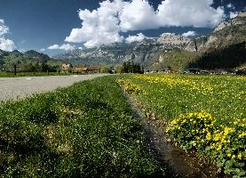 Caltha palustris, flums, wildflower, yellow, flora, marigold, wild, marsh, walen, palustris, grazing, walenstadt, botany, marsh, native, schweiz, lake, bright, caltha, meadow, switzerland, water, ditch, churfirsten, spring, flower, ranunculaceae, marigolds, flumserberg, walensee, grass, pasture