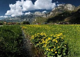 Caltha palustris, flums, wildflower, yellow, flora, marigold, wild, marsh, walen, palustris, grazing, walenstadt, botany, marsh, native, schweiz, lake, bright, caltha, meadow, switzerland, water, ditch, churfirsten, spring, flower, ranunculaceae, marigolds, flumserberg, walensee, grass, pasture