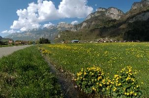 Caltha palustris, flums, wildflower, yellow, flora, marigold, wild, marsh, walen, palustris, grazing, walenstadt, botany, marsh, native, schweiz, lake, bright, caltha, meadow, switzerland, water, ditch, churfirsten, spring, flower, ranunculaceae, marigolds, flumserberg, walensee, grass, pasture