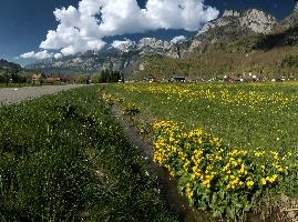 Caltha palustris, flums, wildflower, yellow, flora, marigold, wild, marsh, walen, palustris, grazing, walenstadt, botany, marsh, native, schweiz, lake, bright, caltha, meadow, switzerland, water, ditch, churfirsten, spring, flower, ranunculaceae, marigolds, flumserberg, walensee, grass, pasture