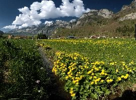 Caltha palustris, flums, wildflower, yellow, flora, marigold, wild, marsh, walen, palustris, grazing, walenstadt, botany, marsh, native, schweiz, lake, bright, caltha, meadow, switzerland, water, ditch, churfirsten, spring, flower, ranunculaceae, marigolds, flumserberg, walensee, grass, pasture