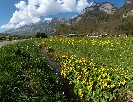 Caltha palustris, flums, wildflower, yellow, flora, marigold, wild, marsh, walen, palustris, grazing, walenstadt, botany, marsh, native, schweiz, lake, bright, caltha, meadow, switzerland, water, ditch, churfirsten, spring, flower, ranunculaceae, marigolds, flumserberg, walensee, grass, pasture