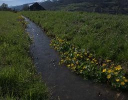 Caltha palustris; marsh marigolds in ditch, Swiss Alps, walenstadt, grazing, schweiz, flumserberg, pasture, marsh, switzerland, grass, ranunculaceae, marsh, water, native, palustris, meadow, flora, caltha, ditch, botany, yellow, churfirsten, wildflower, flower, lake, wild, marigold, walen, bright, flums, walensee, spring, marigolds