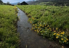 Caltha palustris; marsh marigolds in ditch, Swiss Alps, walenstadt, grazing, schweiz, flumserberg, pasture, marsh, switzerland, grass, ranunculaceae, marsh, water, native, palustris, meadow, flora, caltha, ditch, botany, yellow, churfirsten, wildflower, flower, lake, wild, marigold, walen, bright, flums, walensee, spring, marigolds