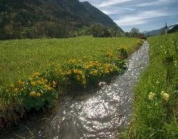 Caltha palustris; marsh marigolds in ditch, Swiss Alps, walenstadt, grazing, schweiz, flumserberg, pasture, marsh, marsh, grass, ranunculaceae, palustris, water, native, caltha, meadow, flora, yellow, ditch, botany, flower, churfirsten, wildflower, marigold, lake, wild, flums, walen, bright, switzerland, walensee, spring, marigolds