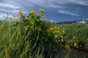 Caltha palustris; marsh marigolds in ditch, Swiss Alps, walenstadt, grazing, schweiz, flumserberg, pasture, marsh, switzerland, grass, ranunculaceae, marsh, water, native, palustris, meadow, flora, caltha, ditch, botany, yellow, churfirsten, wildflower, flower, lake, wild, marigold, walen, bright, flums, walensee, spring, marigolds