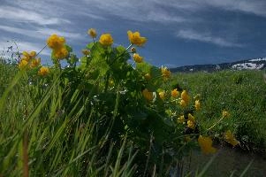 Caltha palustris; marsh marigolds in ditch, Swiss Alps, walenstadt, grazing, schweiz, flumserberg, pasture, marsh, switzerland, grass, ranunculaceae, marsh, water, native, palustris, meadow, flora, caltha, ditch, botany, yellow, churfirsten, wildflower, flower, lake, wild, marigold, walen, bright, flums, walensee, spring, marigolds