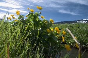 Caltha palustris; marsh marigolds in ditch, Swiss Alps, walenstadt, grazing, schweiz, flumserberg, pasture, marsh, switzerland, grass, ranunculaceae, marsh, water, native, palustris, meadow, flora, caltha, ditch, botany, yellow, churfirsten, wildflower, flower, lake, wild, marigold, walen, bright, flums, walensee, spring, marigolds