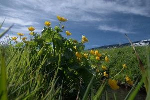Caltha palustris; marsh marigolds in ditch, Swiss Alps, walenstadt, grazing, schweiz, flumserberg, pasture, marsh, switzerland, grass, ranunculaceae, marsh, water, native, palustris, meadow, flora, caltha, ditch, botany, yellow, churfirsten, wildflower, flower, lake, wild, marigold, walen, bright, flums, walensee, spring, marigolds