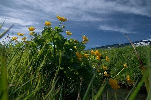 Caltha palustris; marsh marigolds in ditch, Swiss Alps, walenstadt, grazing, schweiz, flumserberg, pasture, marsh, switzerland, grass, ranunculaceae, marsh, water, native, palustris, meadow, flora, caltha, ditch, botany, yellow, churfirsten, wildflower, flower, lake, wild, marigold, walen, bright, flums, walensee, spring, marigolds