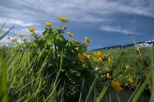 Caltha palustris; marsh marigolds in ditch, Swiss Alps, walenstadt, grazing, schweiz, flumserberg, pasture, marsh, switzerland, grass, ranunculaceae, marsh, water, native, palustris, meadow, flora, caltha, ditch, botany, yellow, churfirsten, wildflower, flower, lake, wild, marigold, walen, bright, flums, walensee, spring, marigolds