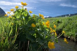 Caltha palustris; marsh marigolds in ditch, Swiss Alps, walenstadt, grazing, schweiz, flumserberg, pasture, marsh, switzerland, grass, ranunculaceae, marsh, water, native, palustris, meadow, flora, caltha, ditch, botany, yellow, churfirsten, wildflower, flower, lake, wild, marigold, walen, bright, flums, walensee, spring, marigolds