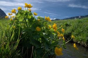 Caltha palustris; marsh marigolds in ditch, Swiss Alps, walenstadt, grazing, schweiz, flumserberg, pasture, marsh, marsh, grass, ranunculaceae, palustris, water, native, caltha, meadow, flora, yellow, ditch, botany, flower, churfirsten, wildflower, marigold, lake, wild, flums, walen, bright, switzerland, walensee, spring, marigolds