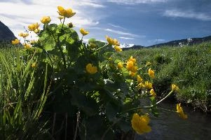 Caltha palustris; marsh marigolds in ditch, Swiss Alps, walenstadt, grazing, schweiz, flumserberg, pasture, marsh, switzerland, grass, ranunculaceae, marsh, water, native, palustris, meadow, flora, caltha, ditch, botany, yellow, churfirsten, wildflower, flower, lake, wild, marigold, walen, bright, flums, walensee, spring, marigolds