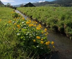 Caltha palustris, marsh, palustris, caltha, yellow, flower, marigold, flums, switzerland
