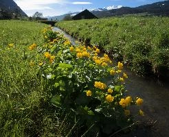 Caltha palustris, marsh, palustris, caltha, yellow, flower, marigold, flums, switzerland