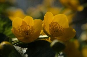 dsc_252318.jpg