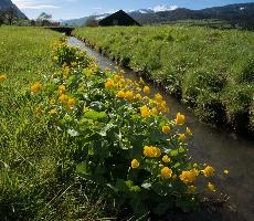 Caltha palustris, marsh, palustris, caltha, yellow, flower, marigold, flums, switzerland