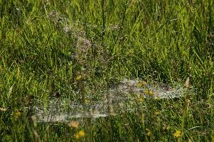 dsc_264503.jpg
