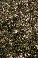 Apple blossom in Berschis, Switzerland, flowering, fruit, spring, blossom, apple, flums, alps, mountains, pink, switzerland, orchard, europe, tree